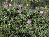 Cistus symphytifolius