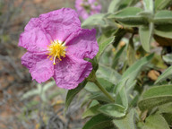 Cistus symphytifolius