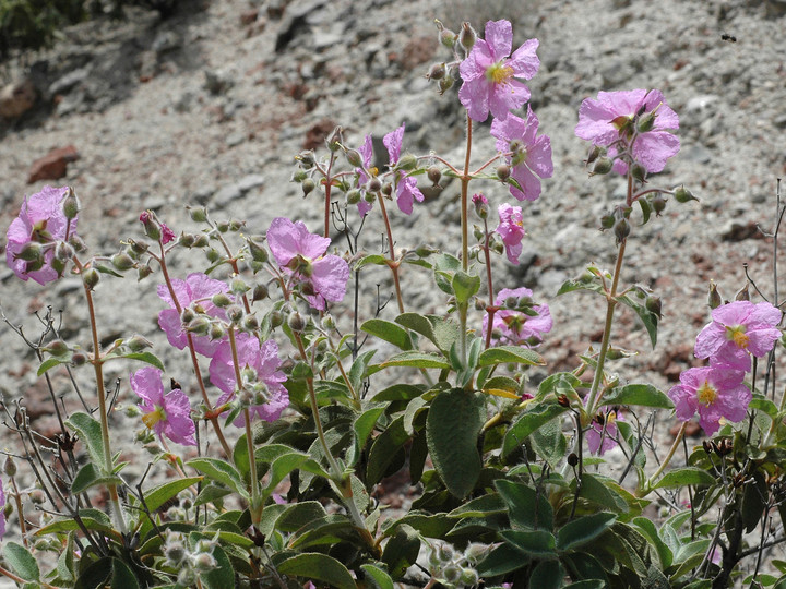 Cistus symphytifolius