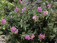 Cistus symphytifolius