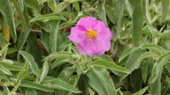 Cistus chinamadensis ssp. gomerae