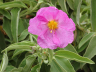 Cistus chinamadensis ssp. gomerae