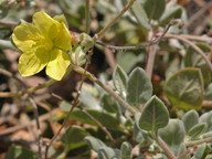 Helianthemum canariense