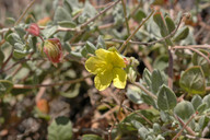 Helianthemum canariense