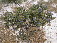 Conospermum nervosum