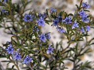 Conospermum nervosum