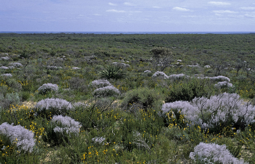 Conospermum sp.