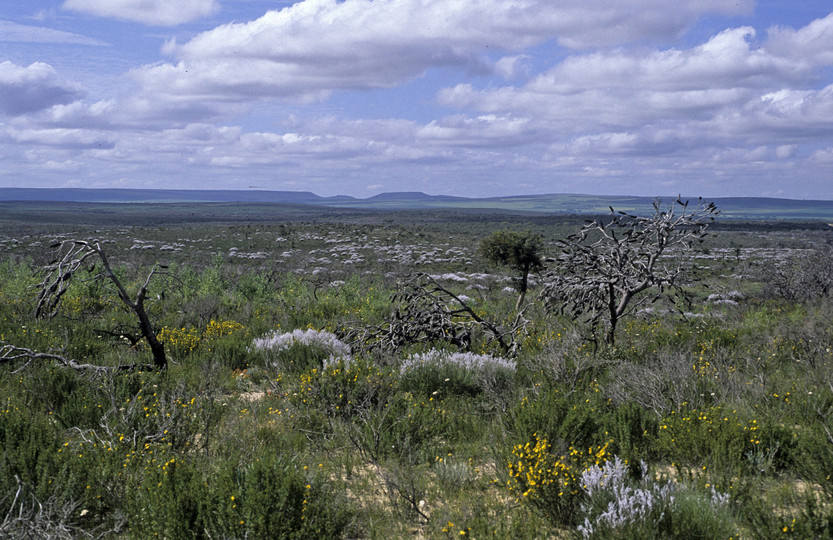 Conospermum sp.