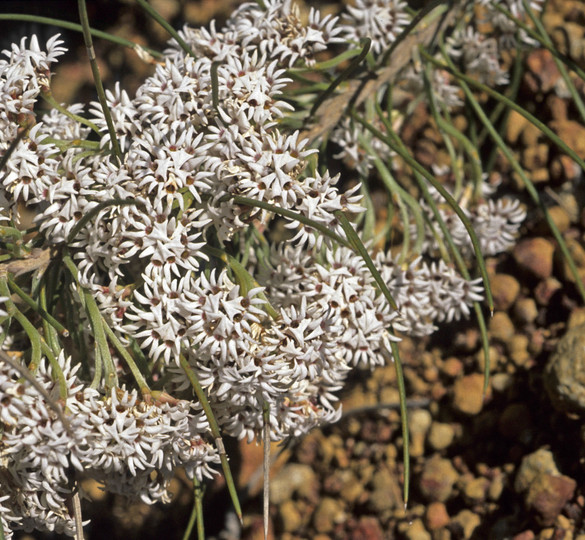 Conospermum acerosum