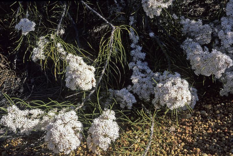 Conospermum acerosum
