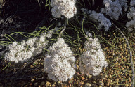 Conospermum acerosum