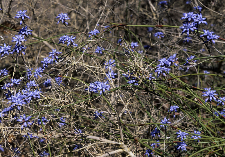 Conospermum caeruleum