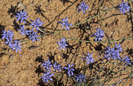 Conospermum caeruleum