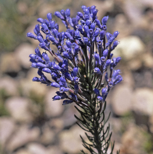 Conospermum dorrienii