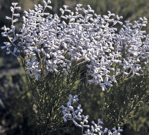 Conospermum floribundum