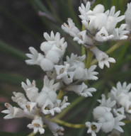 Conospermum mitchellii