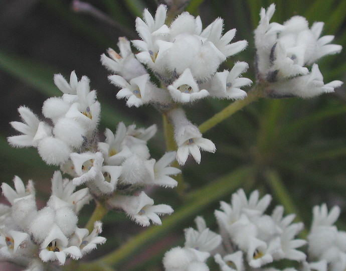 Conospermum mitchellii