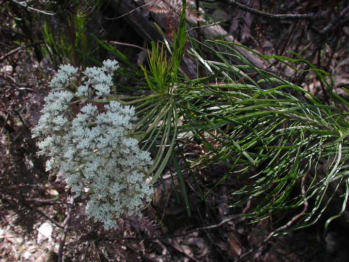 Conospermum mitchellii