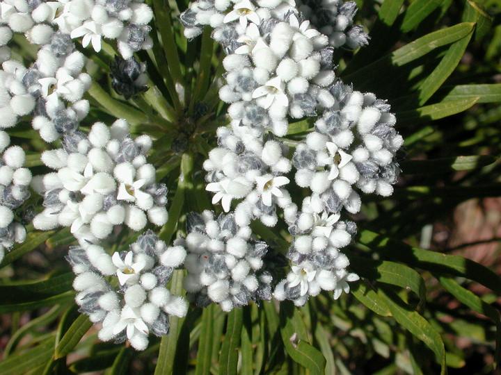 Conospermum mitchellii