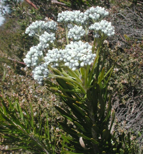 Conospermum mitchellii
