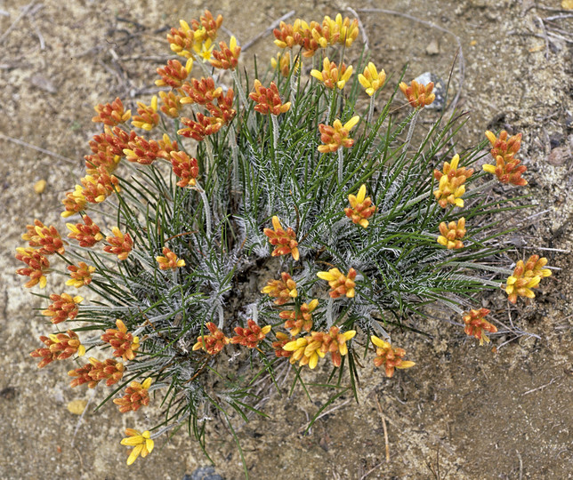 Conostylis setigera