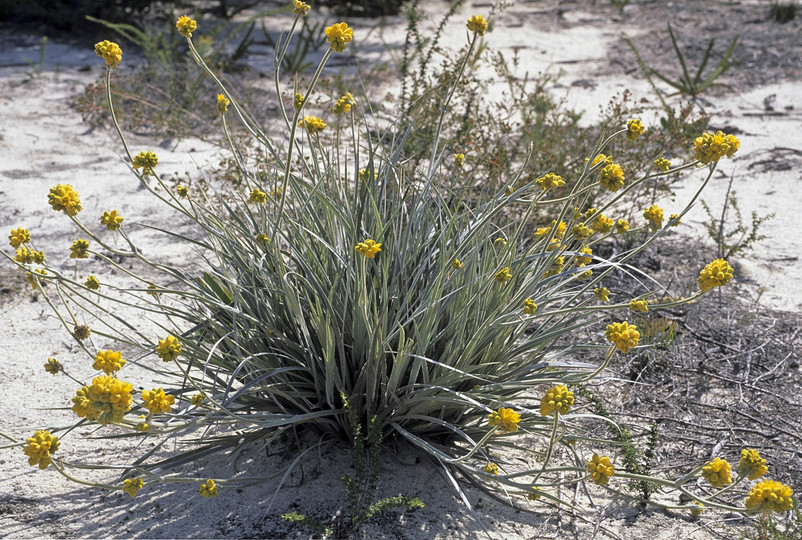 Conostylis candicans