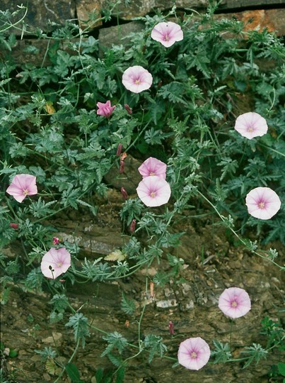 Convolvulus elegantissimus