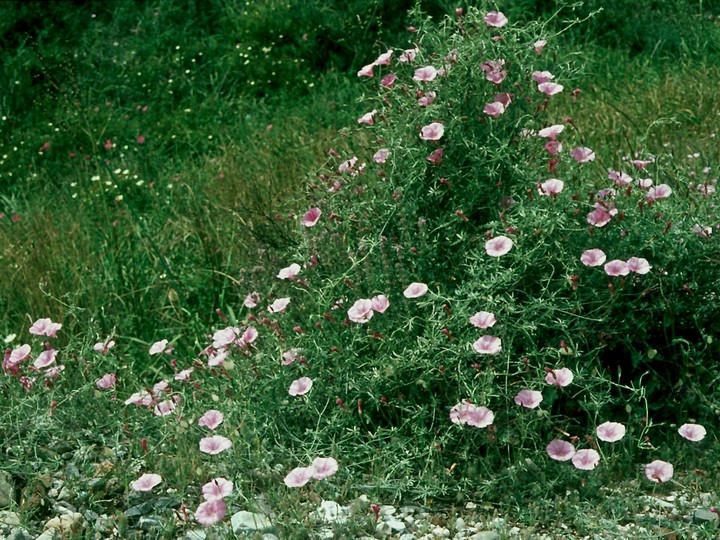 Convolvulus elegantissimus