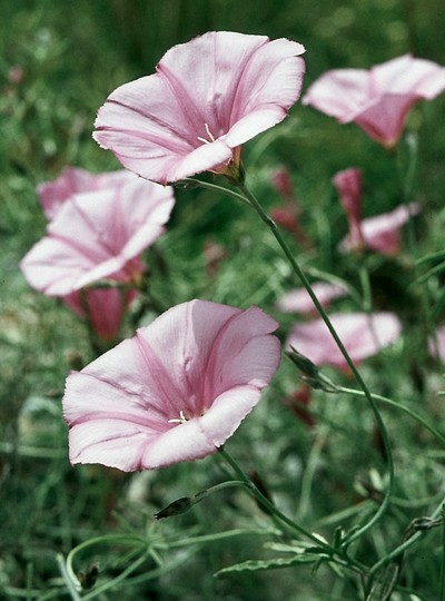 Convolvulus elegantissimus