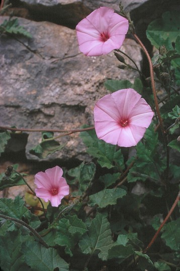 Convolvulus althaeoides