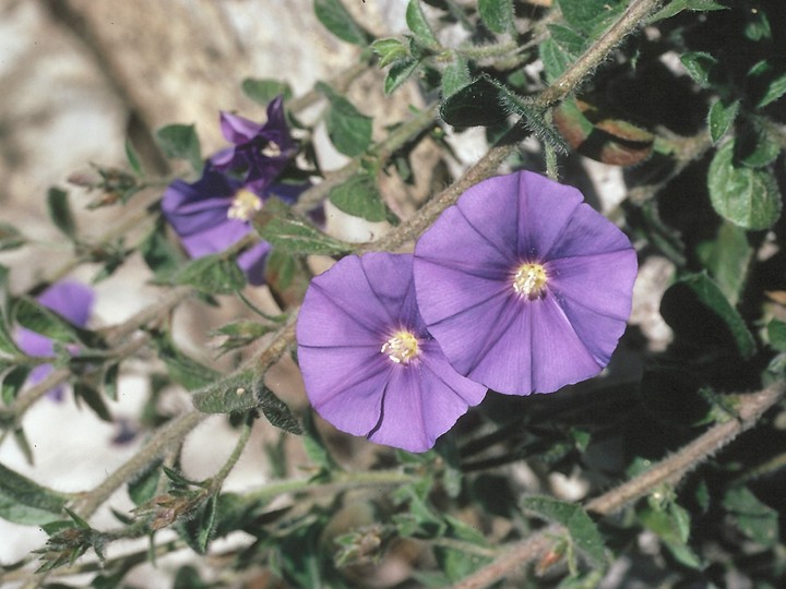 Convolvulus sabatius