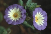 Convolvulus tricolor