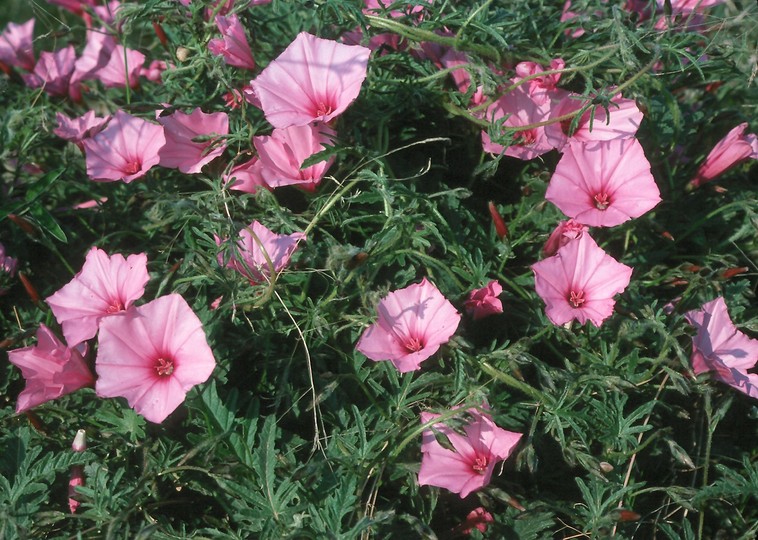 Convolvulus althaeoides