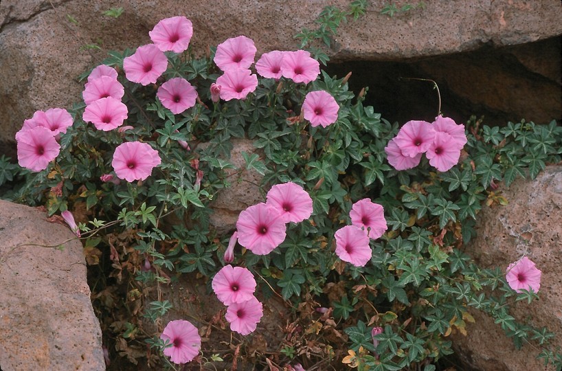 Ipomoea cairica?