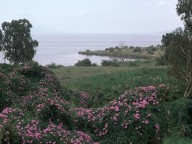 Ipomoea cairica?