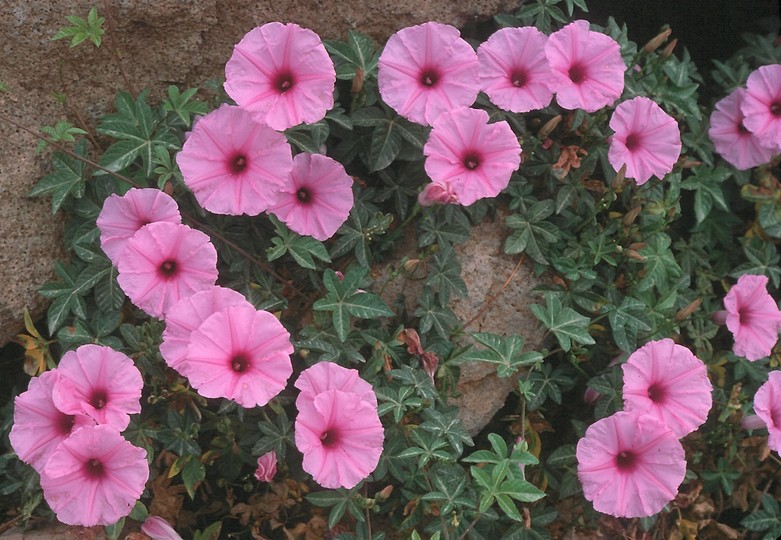 Ipomoea cairica?