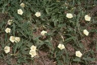 Convolvulus sp.5