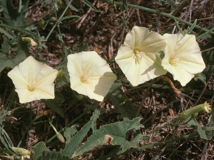 Convolvulus sp.5