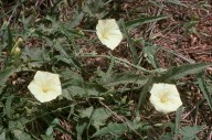 Convolvulus sp.5