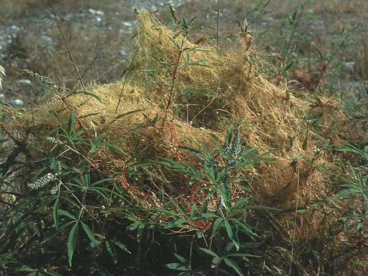 Cuscuta sp.2 (on Vitex agnus-castus)