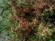 Cuscuta sp.2 (on Vitex agnus-castus)