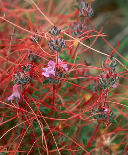 Cuscuta epithymum