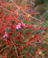 Cuscuta epithymum