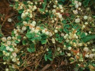 Cuscuta campestris