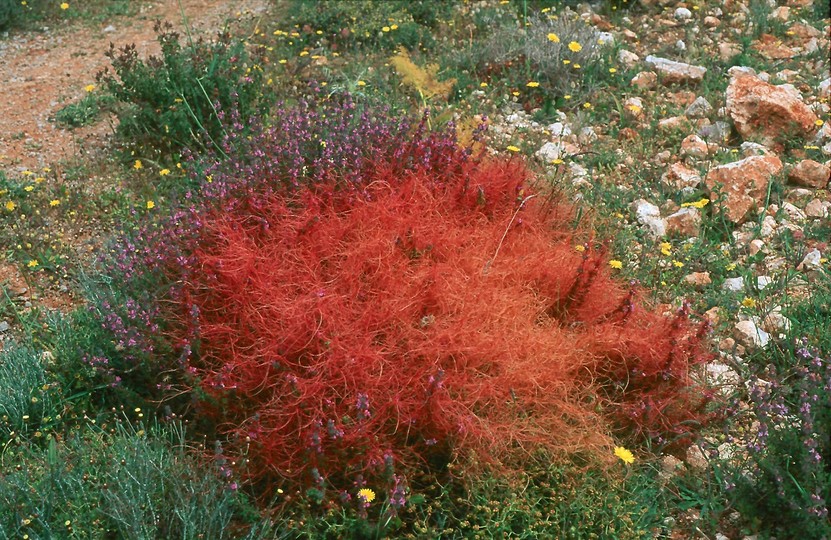 Cuscuta epithymum