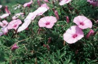 Convolvulus althaeoides