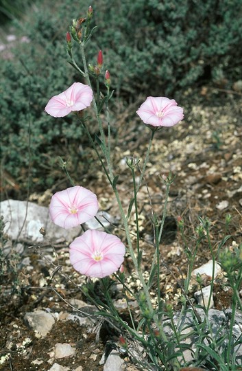 Convolvulus lineatus?