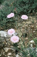 Convolvulus lineatus?