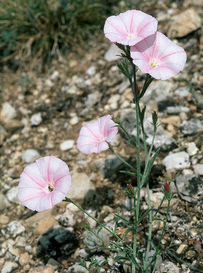 Convolvulus lineatus?