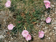 Convolvulus lineatus?